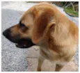 Borky