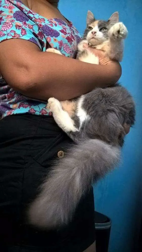 Cachorro raça Angorá idade 1 ano nome Lunna