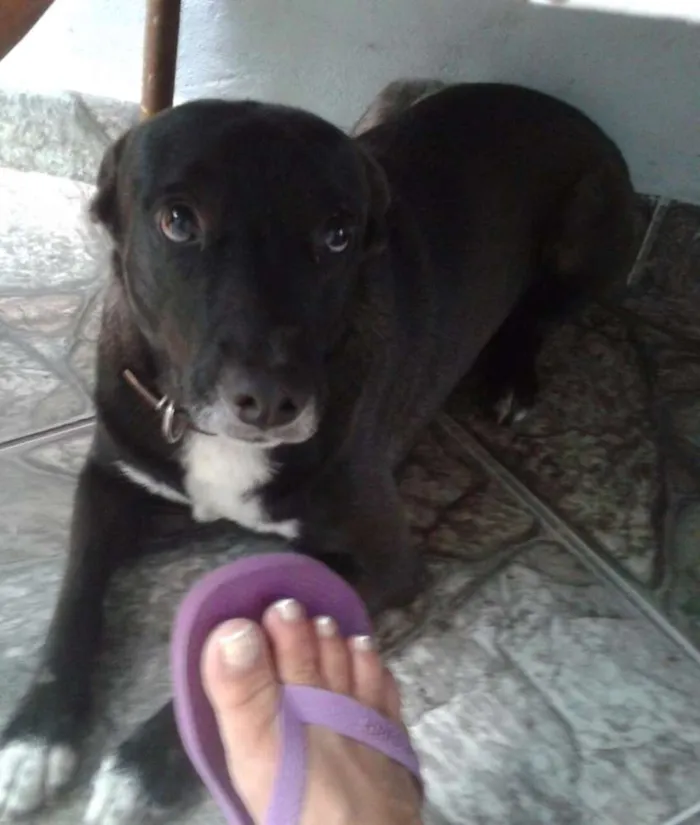 Cachorro ra a Vira lata idade 2 anos nome Duque 