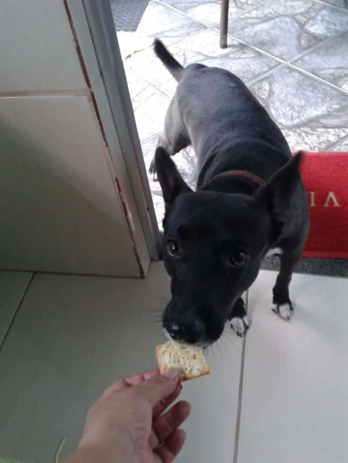 Cachorro ra a Vira lata idade 2 anos nome Duque 