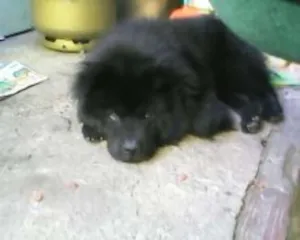 Cachorro raça Chow Chow idade 7 a 11 meses nome lobinho