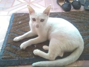 Gato raça SRD idade 7 a 11 meses nome Khaleesi