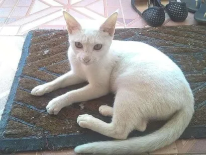 Gato raça SRD idade 7 a 11 meses nome Khaleesi