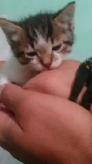 Gato raça  idade Abaixo de 2 meses nome ADOTE