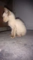 Precioso