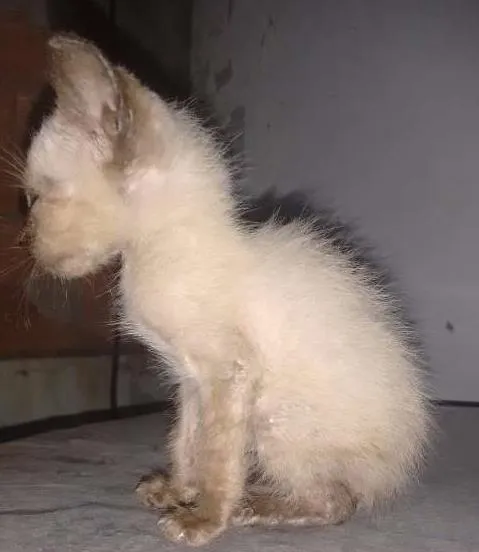 Gato ra a Siamês idade Abaixo de 2 meses nome Precioso