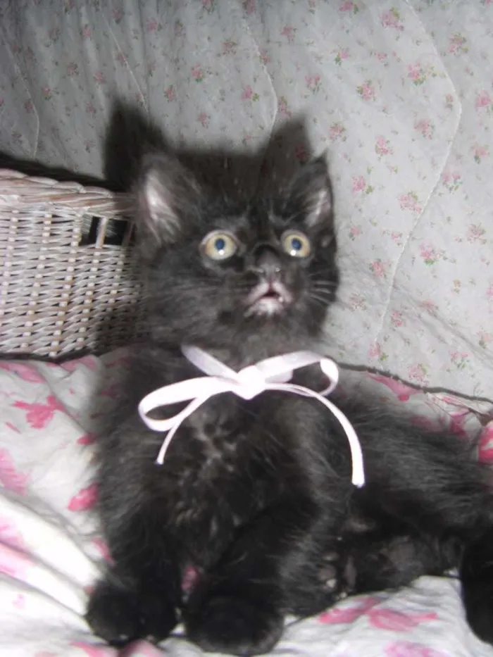 Gato ra a comum idade Abaixo de 2 meses nome Driely 1