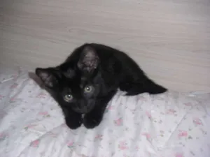Gato raça comum idade Abaixo de 2 meses nome Black