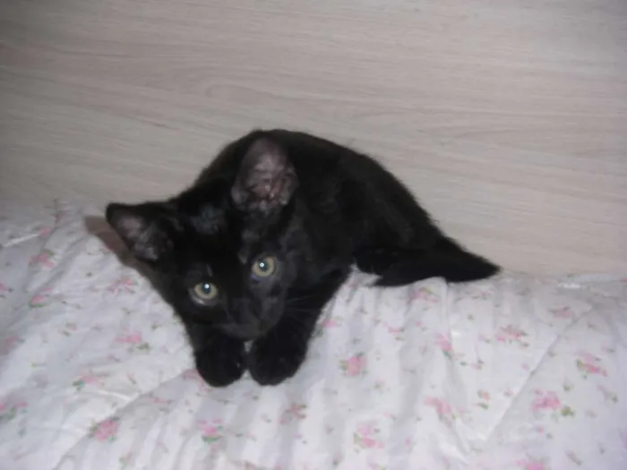 Gato ra a comum idade Abaixo de 2 meses nome Black