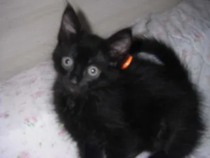 Gato raça comum idade Abaixo de 2 meses nome Driely 2