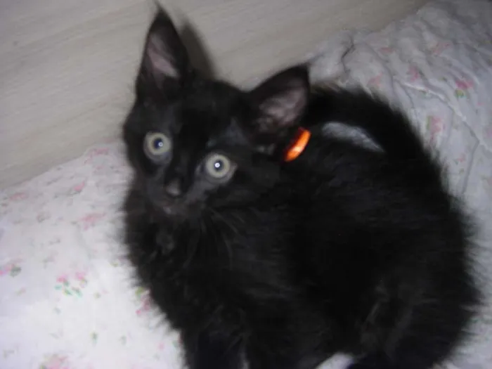 Gato ra a comum idade Abaixo de 2 meses nome Driely 2