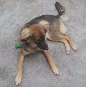 Cachorro raça Srd idade 7 a 11 meses nome Nina