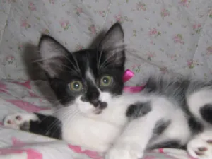 Gato raça comum idade Abaixo de 2 meses nome Mococa