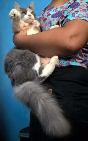 Cachorro raça Angorá idade 1 ano nome Lunna