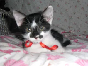 Gato raça comum idade Abaixo de 2 meses nome Caju