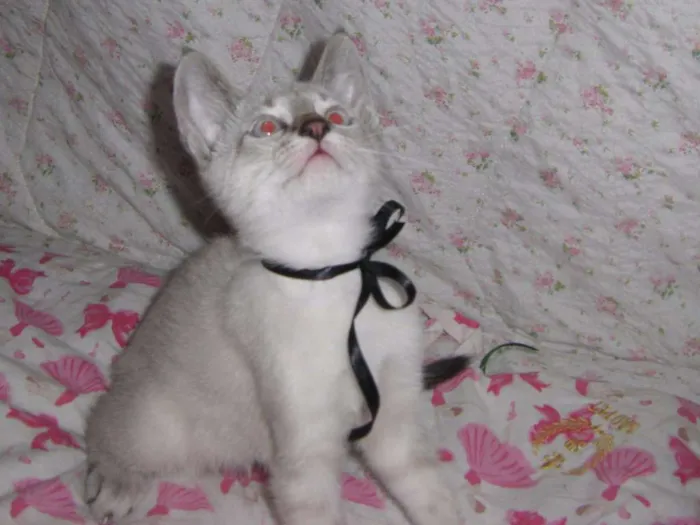 Gato ra a comum idade  nome Arroz
