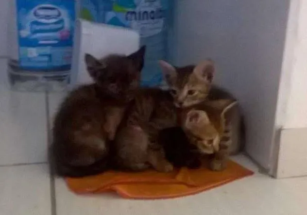 Gato raça Vira-Lata idade Abaixo de 2 meses nome Margô