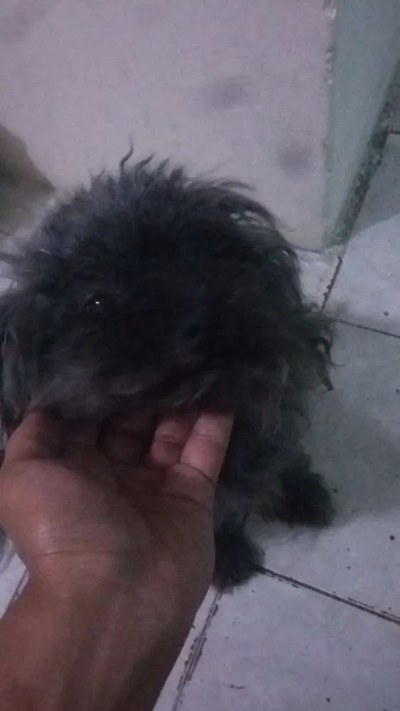 Cachorro ra a Srd (sem raça definida) idade 4 anos nome Belinha