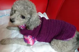 Cachorro raça Poodle idade 6 ou mais anos nome Puppy