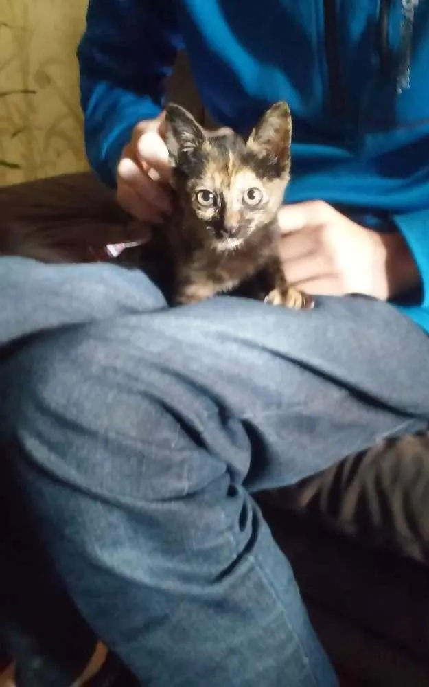 Gato ra a SRD idade Abaixo de 2 meses nome Nao tem