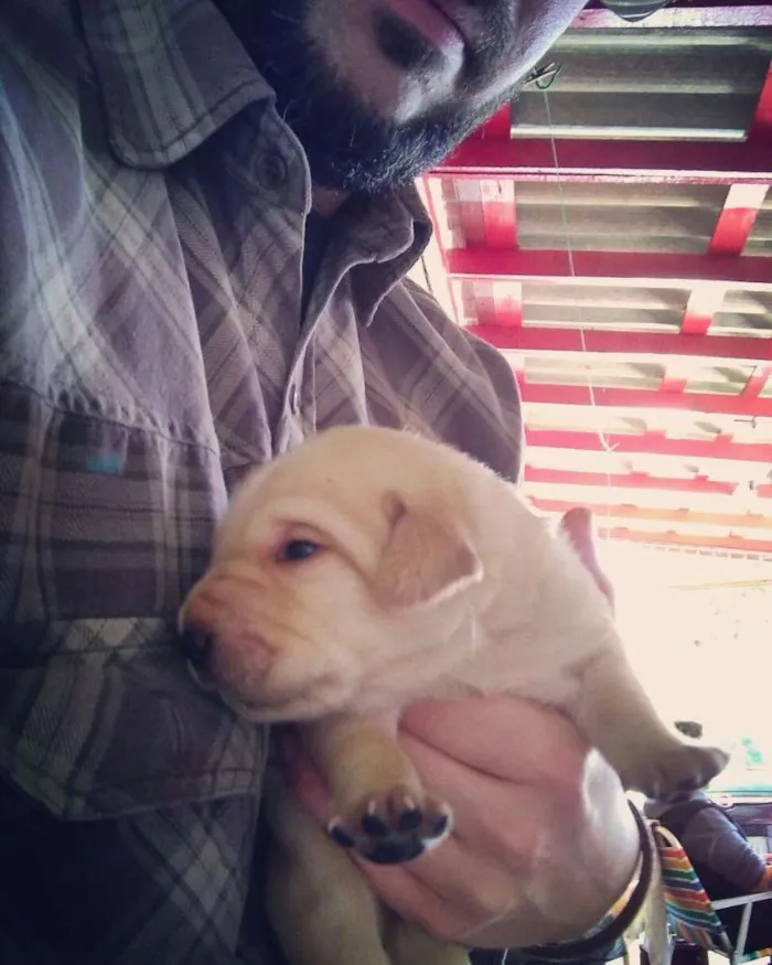 Cachorro raça Labrador idade Abaixo de 2 meses nome Sandy e Bingo