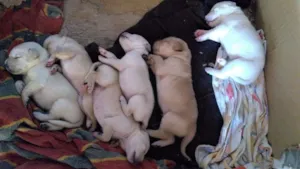 Cachorro raça Labrador idade Abaixo de 2 meses nome Sandy e Bingo