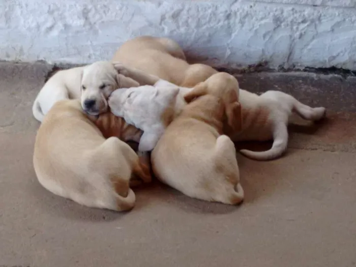 Cachorro raça Labrador idade Abaixo de 2 meses nome Sandy e Bingo