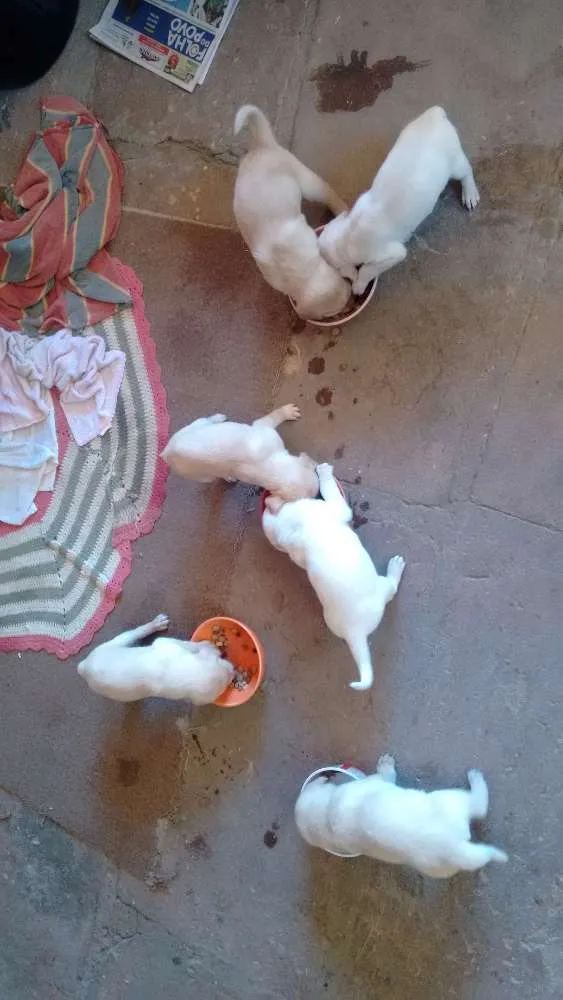 Cachorro raça Labrador idade Abaixo de 2 meses nome Sandy e Bingo