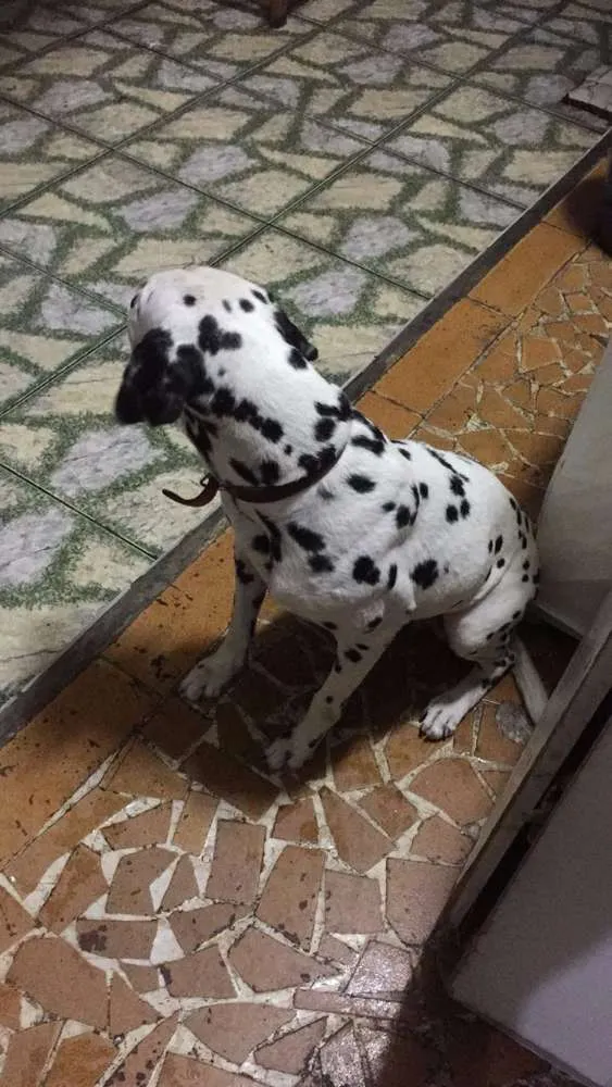 Cachorro ra a Dalmata  idade 5 anos nome Mandy