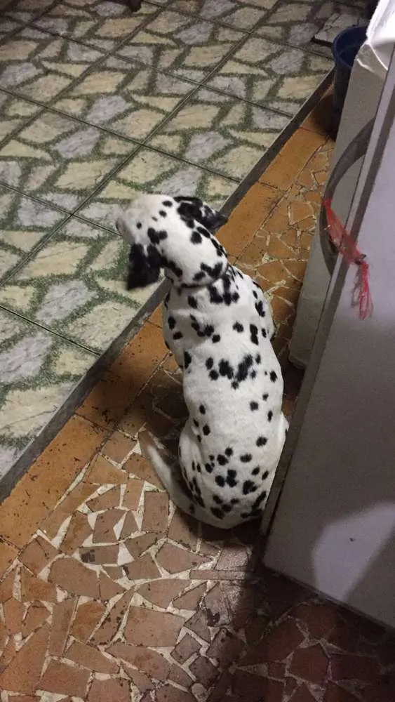 Cachorro ra a Dalmata  idade 5 anos nome Mandy