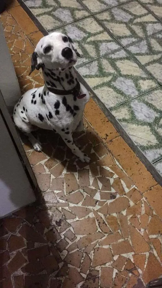 Cachorro ra a Dalmata  idade 5 anos nome Mandy