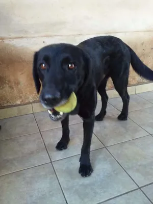 Cachorro raça Labrador idade 5 anos nome Skype