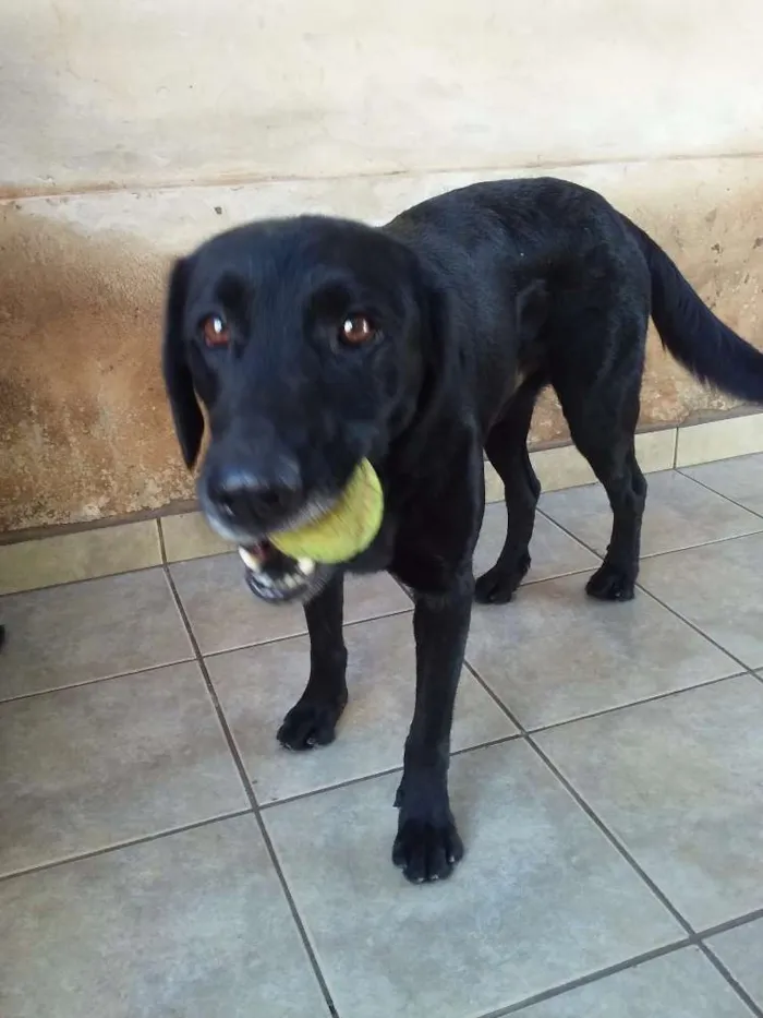 Cachorro ra a Labrador idade 5 anos nome Skype