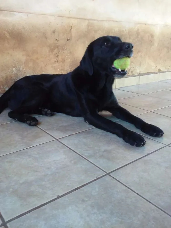 Cachorro ra a Labrador idade 5 anos nome Skype