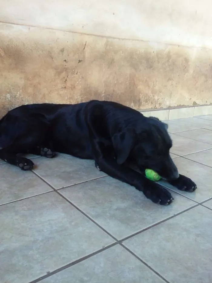 Cachorro ra a Labrador idade 5 anos nome Skype