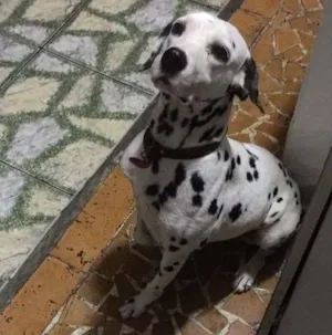 Cachorro raça Dalmata  idade 5 anos nome Mandy