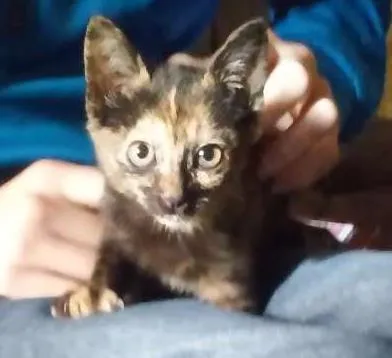 Gato ra a SRD idade Abaixo de 2 meses nome Nao tem