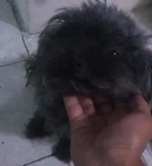 Cachorro raça Srd (sem raça definida) idade 4 anos nome Belinha