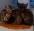 Margô