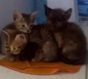 Gato raça Vira-Lata idade Abaixo de 2 meses nome Margô