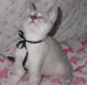 Gato raça comum idade  nome Arroz