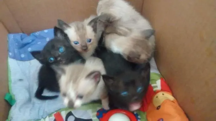 Gato ra a não sei idade Abaixo de 2 meses nome nenhum