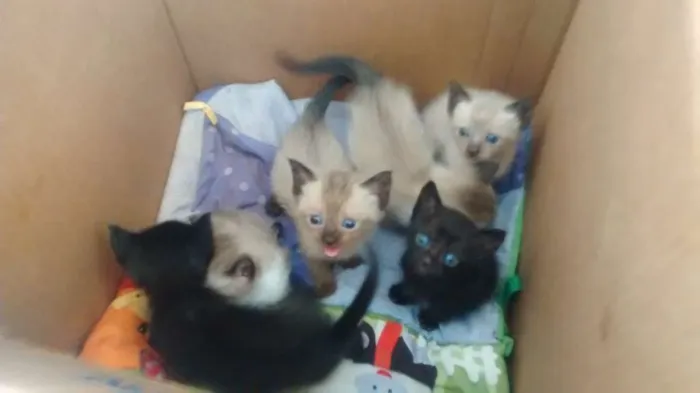 Gato ra a não sei idade Abaixo de 2 meses nome não tem