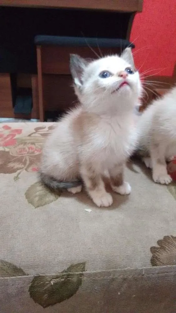 Gato ra a Siamês  idade Abaixo de 2 meses nome Sem nome 