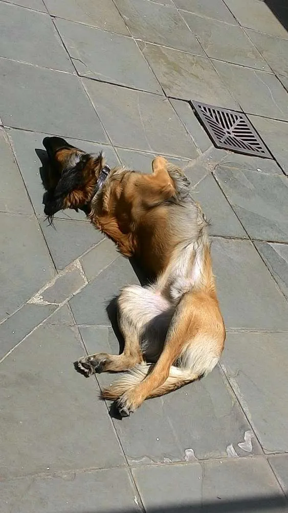 Cachorro ra a sem raça idade 3 anos nome Dali
