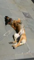 Dali