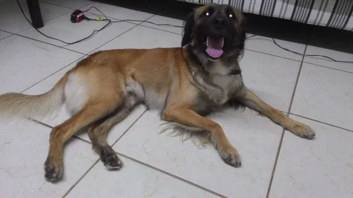 Cachorro ra a sem raça idade 3 anos nome Dali