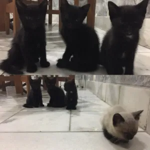 Gato raça gato idade Abaixo de 2 meses nome sem nome