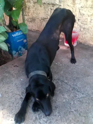 Cachorro raça perdigueiro com fila idade 1 ano nome neguin