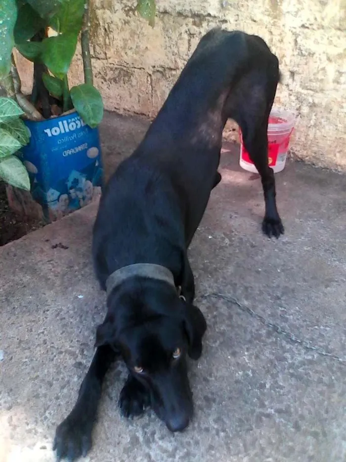 Cachorro ra a perdigueiro com fila idade 1 ano nome neguin